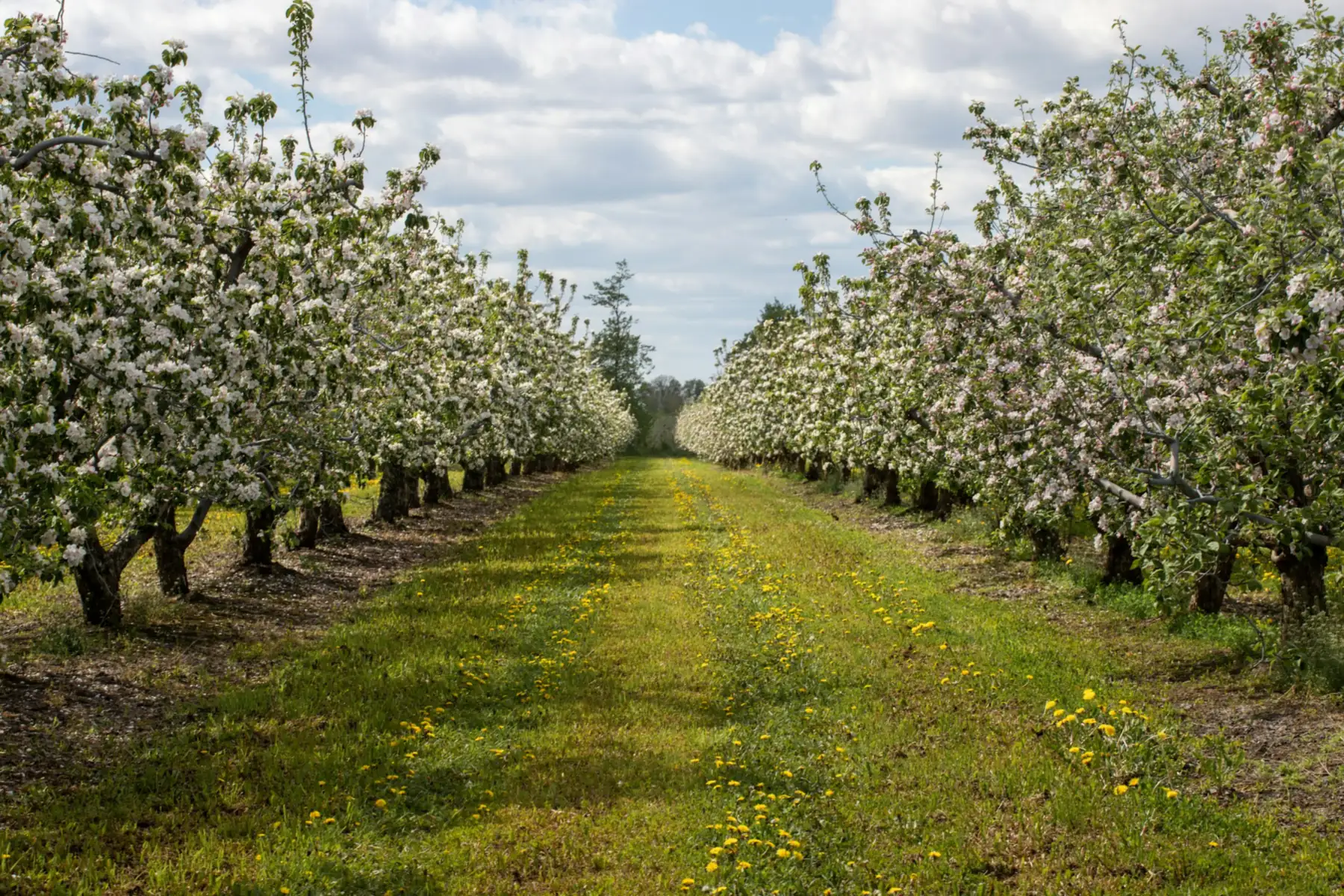 Rows of fruit trees in blossom